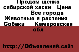 Продам щенка сибирской хаски › Цена ­ 8 000 - Все города Животные и растения » Собаки   . Кемеровская обл.